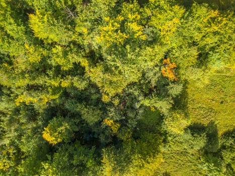 Background with flat aerial view. Sunny summer day. Thickets of deciduous shrubs