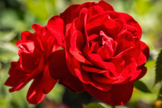 red rose close-up in natural light