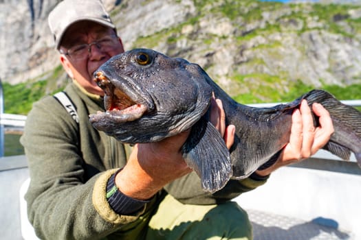 Fisherman with big wolffish on the boat near Lofoten, Senija, Alta - Norway. Man holding catch Atlantic wolf fish