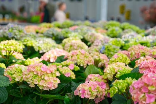 Blooming Colorful flowers of hydrangea, Hydrangea macrophylla. Cultivar bigleaf hydrangea. Beautiful flowers of hydrangeas in a garden in sunny day