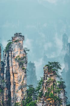 Famous tourist attraction of China - Zhangjiajie stone pillars cliff mountains in fog clouds at Wulingyuan, Hunan, China