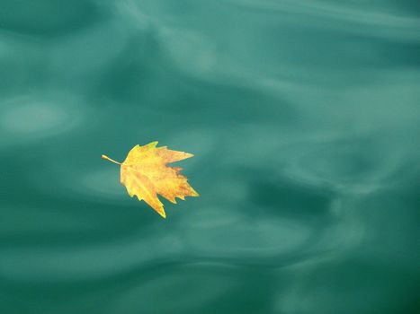 yellow autumn leaf floating in turquoise water, autumn background, copy space