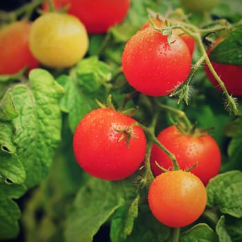 Cherry bush tomatoes - healthy vegetables - healthy food. Beautiful fresh red tomatoes on a twig.