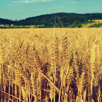 Beautiful detail of corn grown on field. Background and concept for agriculture and nature.