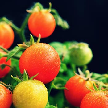 Cherry bush tomatoes - healthy vegetables - healthy food. Beautiful fresh red tomatoes on a twig.