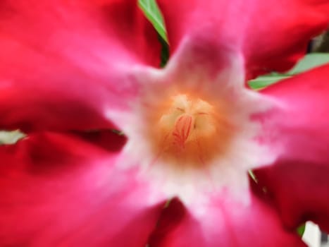 Flower (Adenium obesum, Impala Lily, Mock Azalea, Sabi Star, Kudu or Desert-rose) red color, Naturally beautiful flowers in the garden