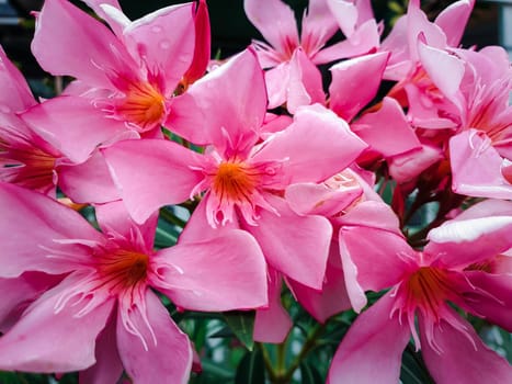 Flower pink color Naturally beautiful flowers in the garden.