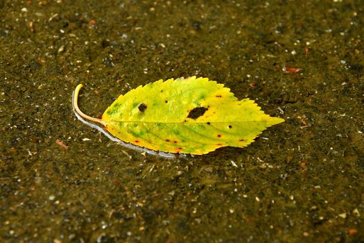 autumnal colored leaf on a wet street