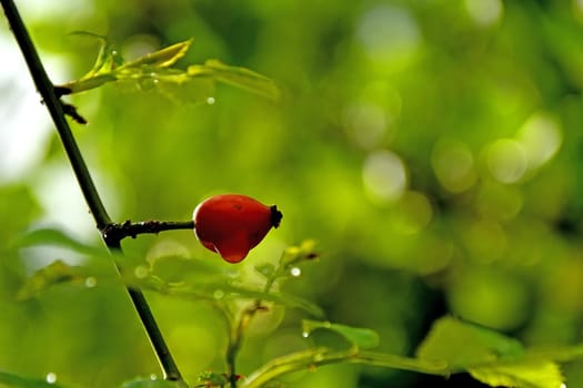 rose hip with rain drop on a green, blurred background