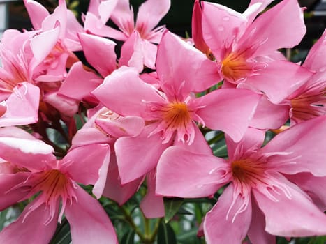 Flower pink color Naturally beautiful flowers in the garden.