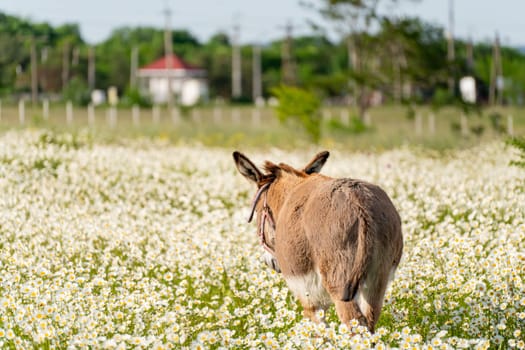 Donkey daisies field among flowering daisies.