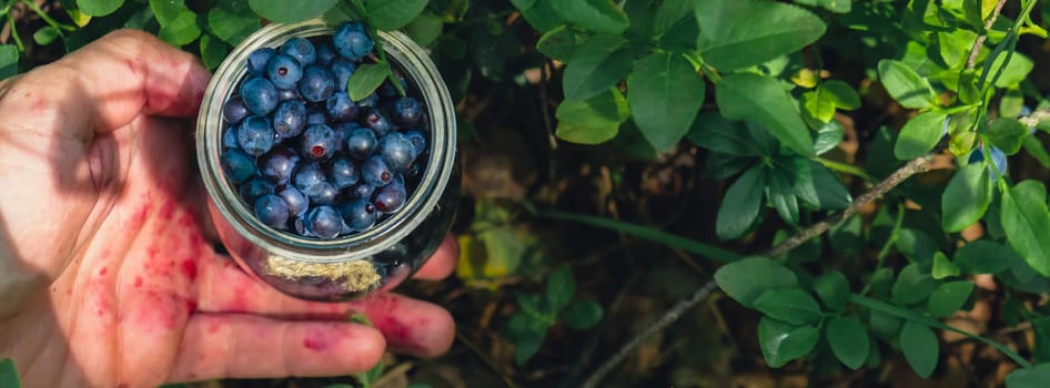 Close-up of male hands picking Blueberries in the forest with green leaves. Man Harvested berries, process of collecting, harvesting berries into glass jar in the forest. Bush of ripe wild blackberry bilberry in summer.