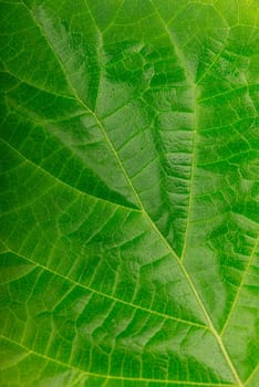 green leaf on white background, young linden leaf