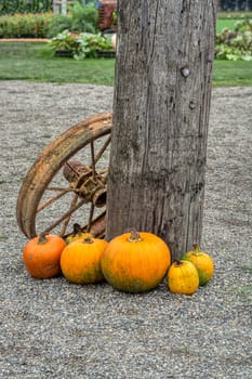 Decorative pumpkins with old rusty tracktor wheel at wooden post.