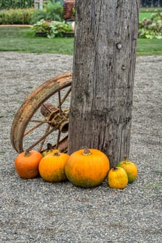 Decorative pumpkins with old rusty tracktor wheel at wooden post.