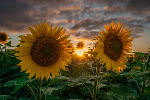 Sunflower fields in warm evening light, Charente, France, High quality photo
