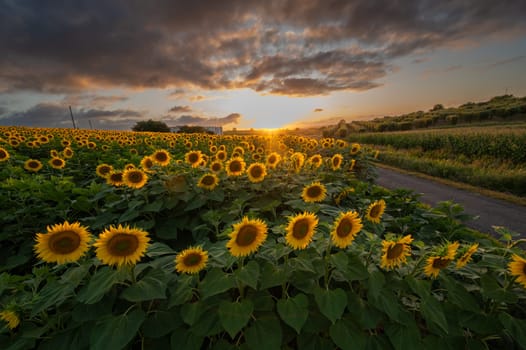 Sunflower fields in warm evening light, Charente, France, High quality photo