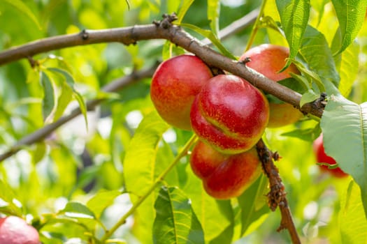 Fresh nectarine peaches growing on tree branch Fresh organic natural fruit in sun light blur green background