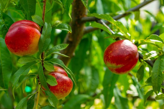 Fresh ripe nectarine peaches growing on tree. Fresh organic natural fruit in sun light blur green background