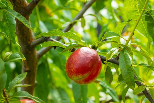 Fresh single nectarine peache growing on branch. Fresh organic natural fruit in sun light blur green background