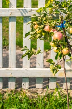 Fruitful harvest on young apple tree. Apples on branch grows in the garden behind white fence