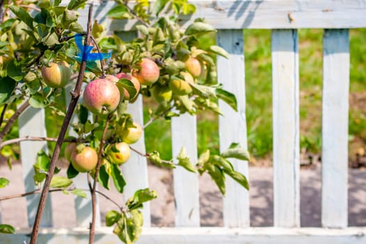 Young apple tree and a fruitful harvest on it. Apples on branch grows in the garden behind white fence