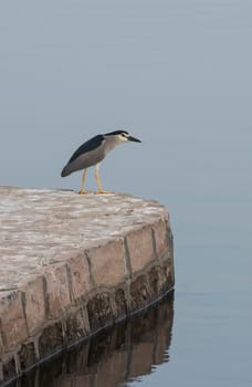 Black-crowned night heron nycticorax nycticorax stood on edge of stone wall next to river