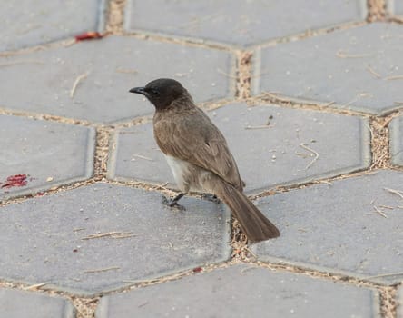 Dark-eyed junco sparrow bird Junco hyemalis stood on a stone paved footpath walkway