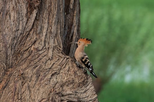 Eurasian hoopoe bird Upupa epops perched in a tree hunting for bugs