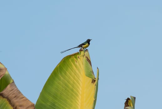 Nile Valley sunbird bird Hedydipna metallica perched on a large leaf against blue sky background