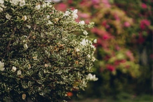 Close up shot of white flowers on bush with blooming pink background.