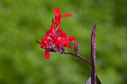 Bright red flowers of African Arrowroot (Canna indica) after an early morning shower