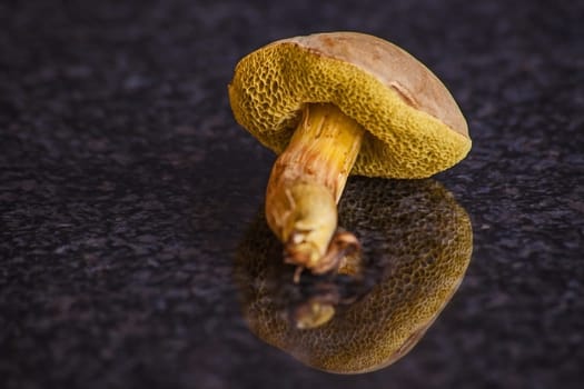 The Boletus edulis mushroom grows in well drained soil under broadleaved trees, especially oaks.