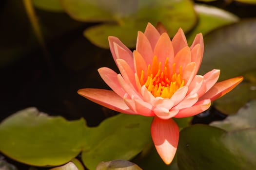 Close up image of a Water-lily flower