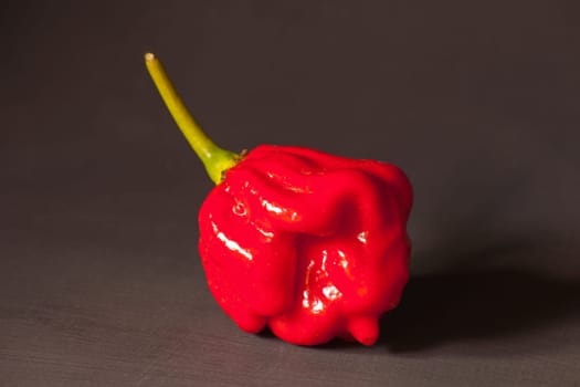 The Carolina reaper chili (Capsicum chinense) is notorious for its extreme heat