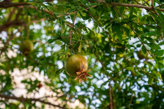 Pomegranate fruits on a pomegranate tree in a garden. Pomegranate production or agriculture concept