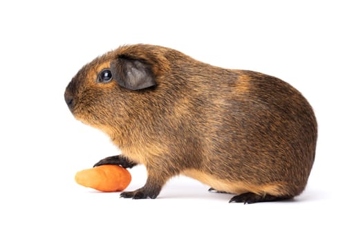 Cute little brown guinea pig with carrot isolated on a white background.