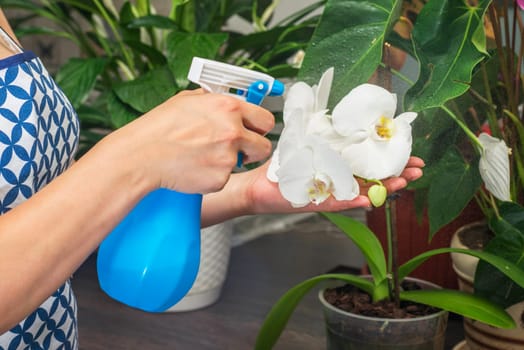 Housewife is spraying orchid flower with pure water from a spray bottle. A woman cares for her flowers in domestic room.