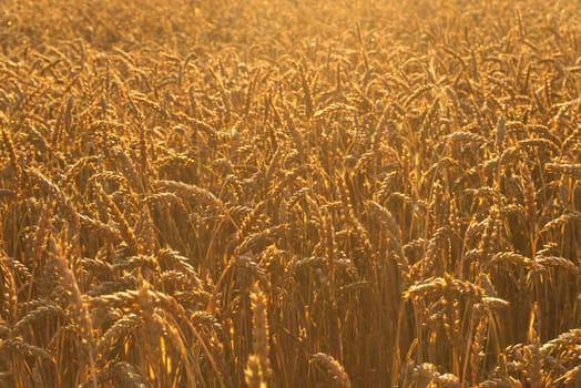 Backlit field of ripe ears of wheat bathed in the golden glow of the sun in a concept of food production and agriculture