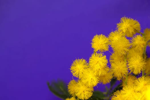 Acacia dealbata yellow fluffy balls and leaves in close-up over blue background. Mimosa (silver wattle) branch