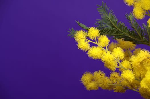 Acacia dealbata, silver wattle or mimosa flowers in close-up over blue background. Mimosa (silver wattle) branch