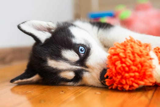 Husky puppy playing with toy. Little dog at home in a room playing with his toys.