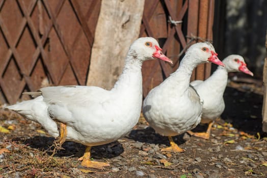 Group of healthy white ducks in a farm for domestic agriculture concept. Group of cute white ducks.