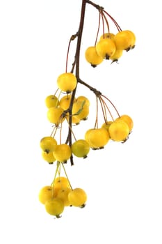 Branch of European crab apple or wild apple (Malus sylvestris) isolated on white background