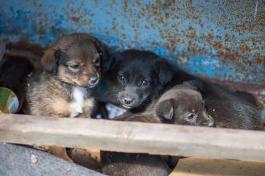 Small homeless puppies outdoors. Homeless dogs. Mongrel puppies. Pups of mutt