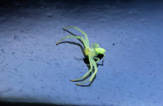 View of a Green Crab Spider against a black background