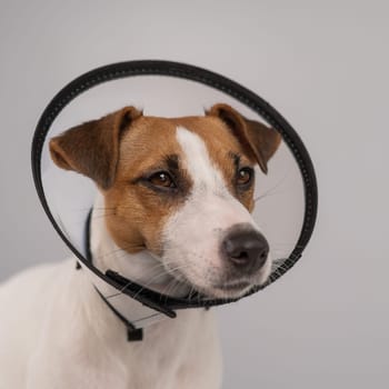 Jack Russell Terrier dog in plastic cone after surgery