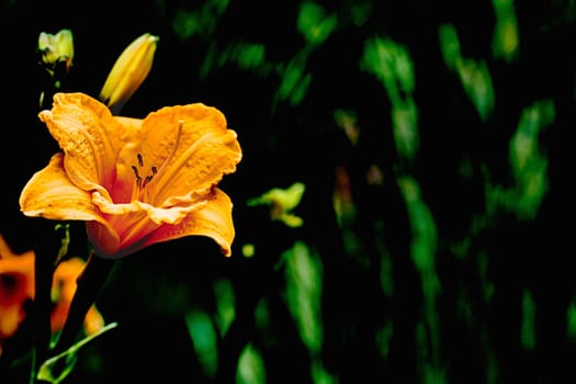 a lily that bears large yellow, red, or orange flowers