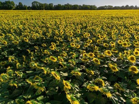 Sunset Aerial View Sunflower field, High quality 4k photo