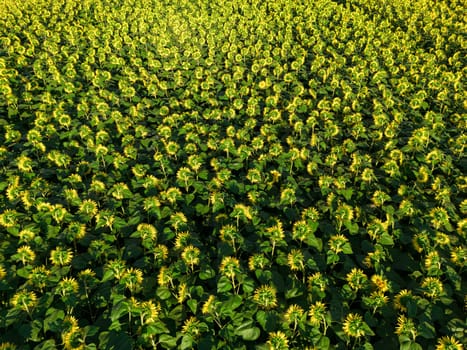 Sunset Aerial View Sunflower field, High quality 4k photo